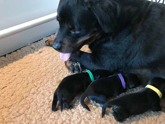 puppy's K-nest week 1